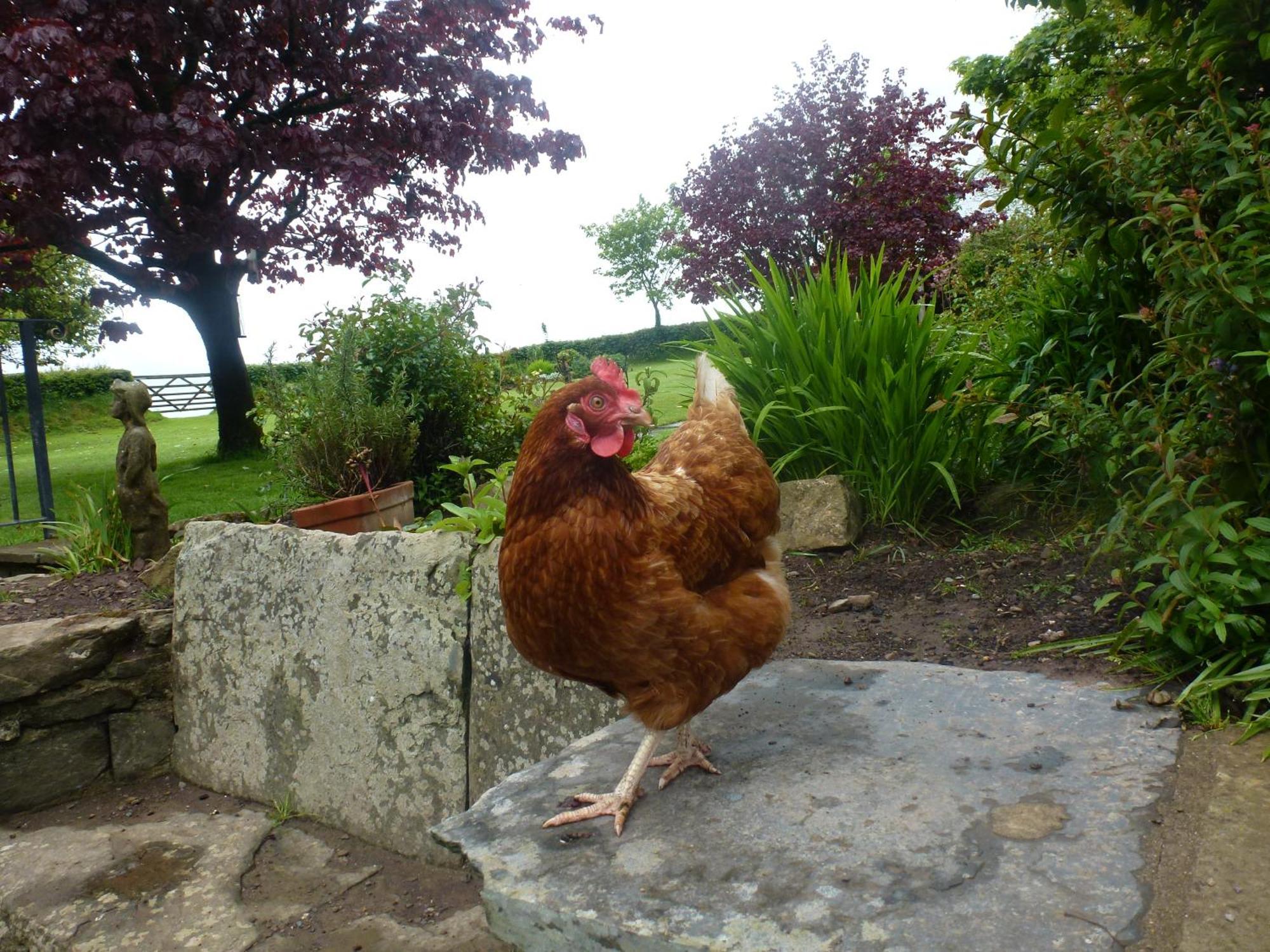 Kidwelly Farmhouse B&B Exterior photo